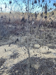 Sesbania vesicaria