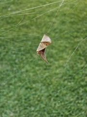 Zygiellinae