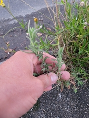 Epilobium hirtigerum
