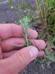 Epilobium hirtigerum