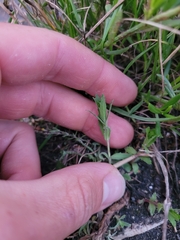 Epilobium hirtigerum