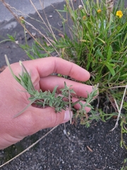 Epilobium hirtigerum