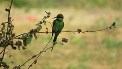 Merops orientalis