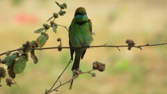 Merops orientalis
