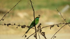Merops orientalis