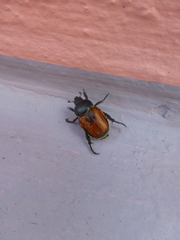 Anisoplia austriaca