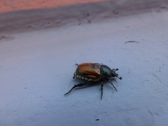 Anisoplia austriaca