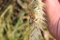 Conocephalus albescens