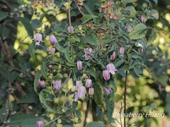 Clematis lasiandra