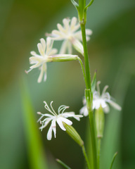 Silene tatarica