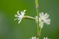 Silene tatarica