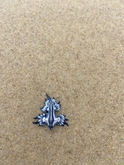 Glaucus atlanticus