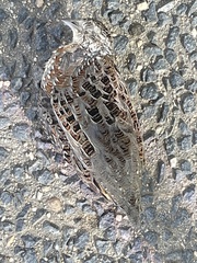 Turnix varius