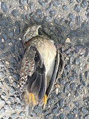 Turnix varius