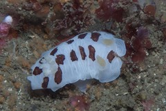 Aphelodoris sp-a