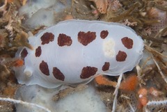 Aphelodoris sp-a