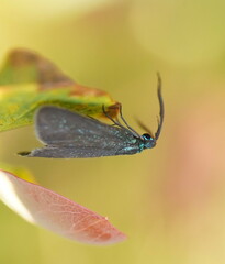 Pollanisus lithopastus