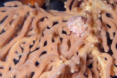 Calliostomatidae