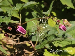 Clematis lasiandra