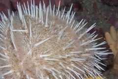 Echinus gilchristi