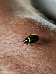Calligrapha pantherina