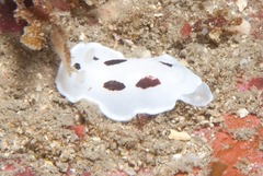 Aphelodoris sp-a