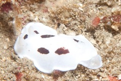 Aphelodoris sp-a