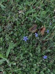 Lobelia pedunculata