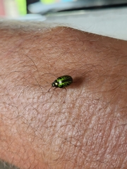 Calligrapha pantherina