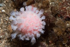 Alcyonium variabile
