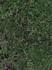 Lobelia pedunculata