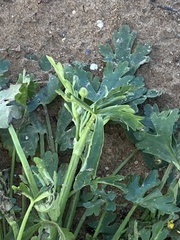 Ranunculus sceleratus sceleratus