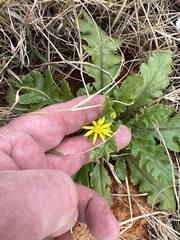 Senecio vernalis