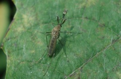 Aedes vexans