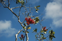 Melaleuca polandii