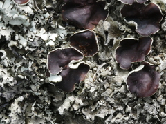 Flavoparmelia rutidota