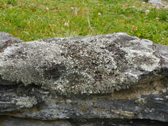 Flavoparmelia rutidota