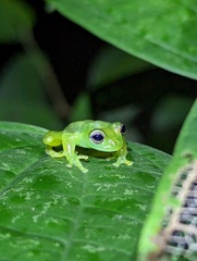 Centrolenidae