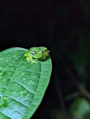 Centrolenidae