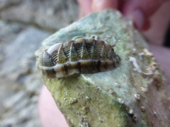 Rhyssoplax olivacea