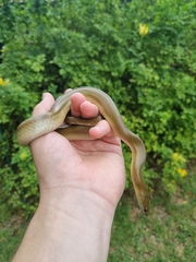 Lycodonomorphus inornatus