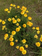 Xerochrysum halmaturorum