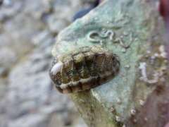 Rhyssoplax olivacea
