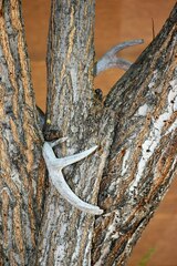 Odocoileus virginianus couesi