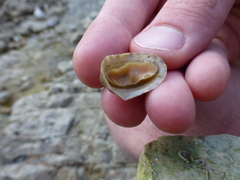 Rhyssoplax olivacea