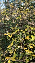 Lonicera fragrantissima