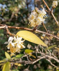 Lonicera fragrantissima