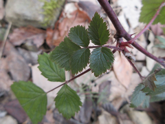 Rubus coreanus