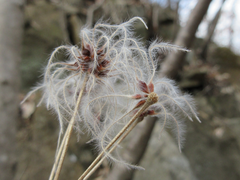 Clematis heracleifolia