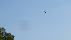 Merops orientalis